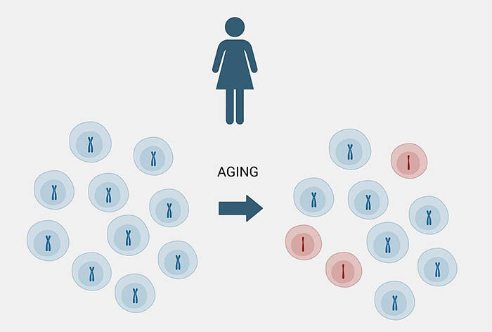 illustration of what happens to a women's DNA as she ages