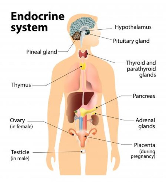 illustration of the endocrine system on the human body