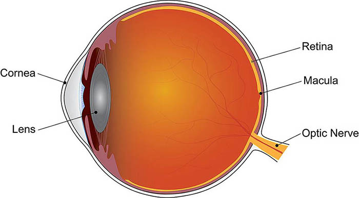 diagram of eye anatomy