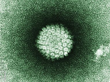 Electron microscope image of the human papillomavirus (HPV)