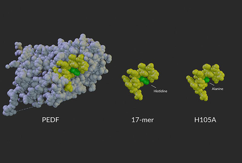 Model of PEDF protein alongside the 17-mer and H105A peptides