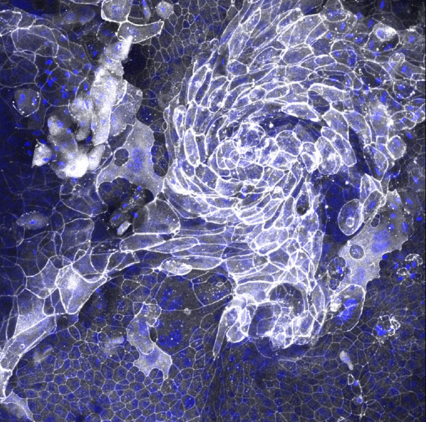 cell junctions in tracheal epithelial cells from a TLR5 knockout mouse