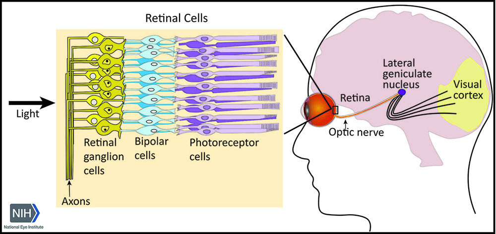 diagram showing cells and brain areas allowing light to be interpreted by the brain to produce vision