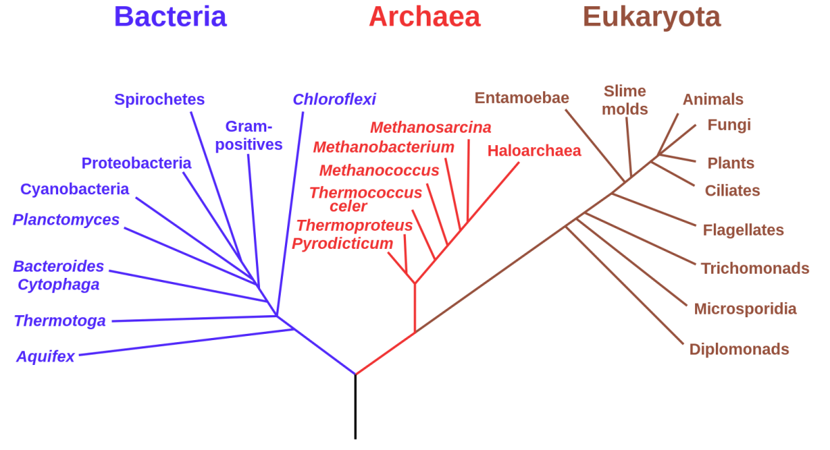 phylogenetic tree of life