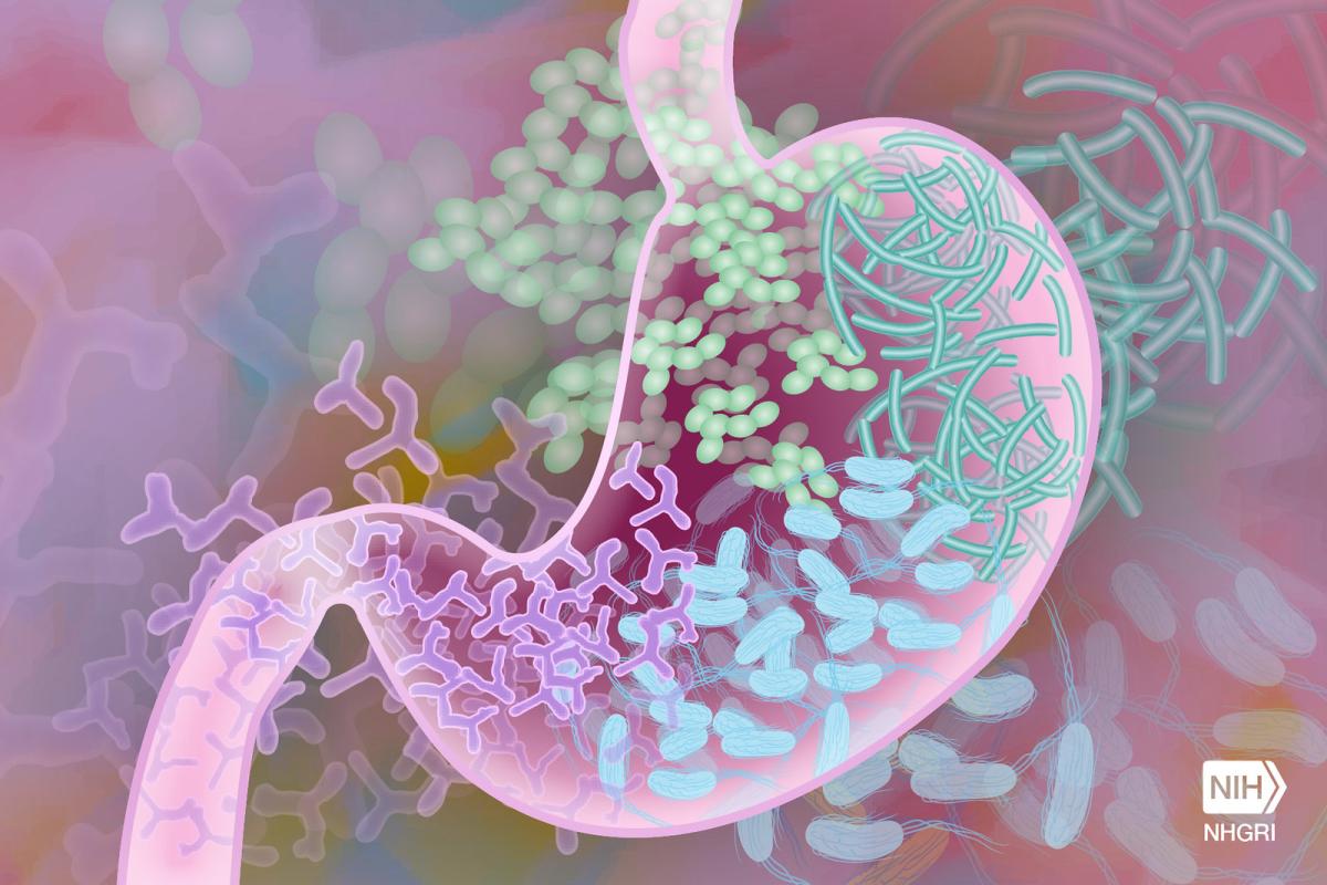 Illustration of cross section of stomach showing bacteria