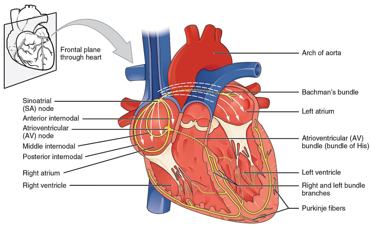 heart anatomy diagram