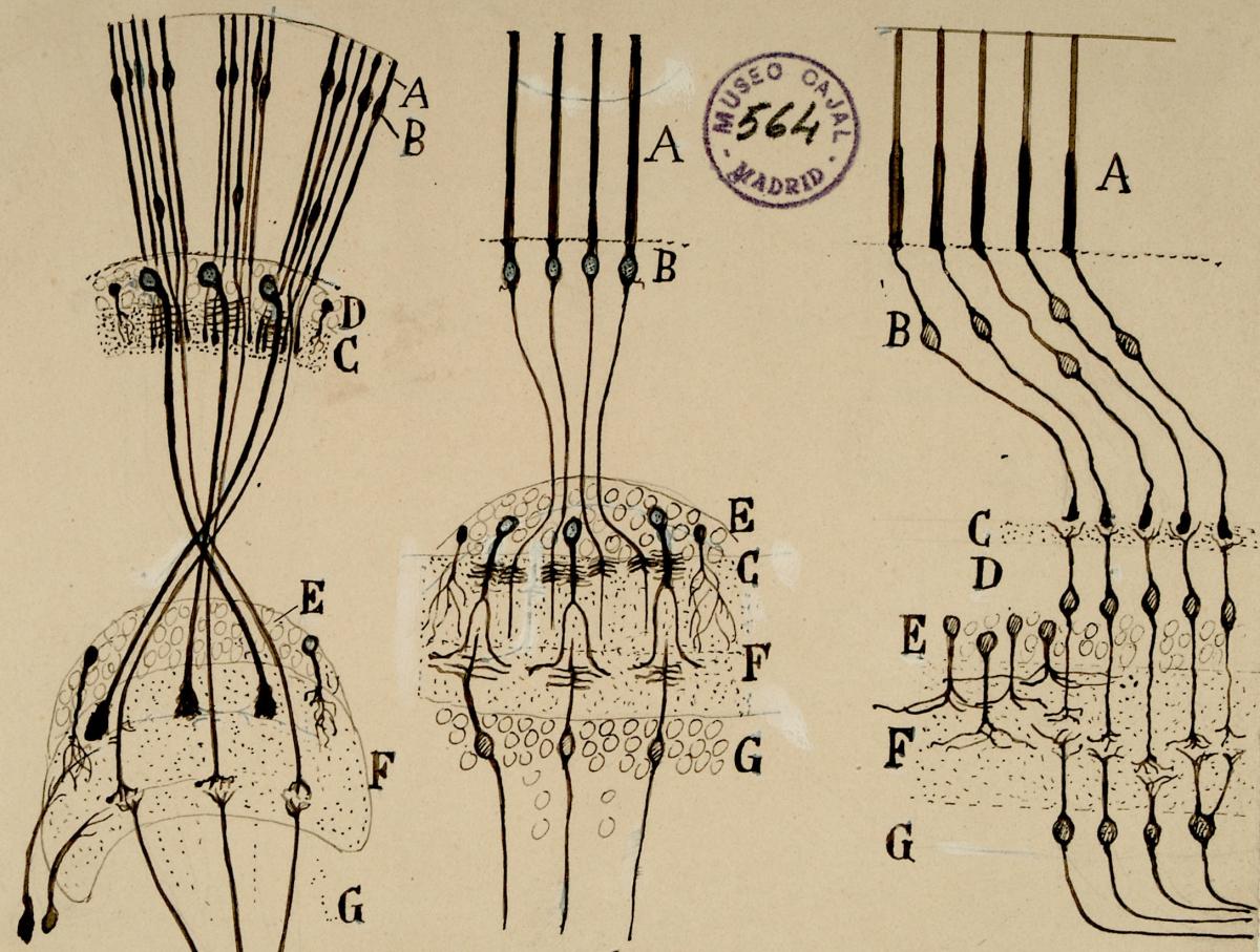 illustrations of neurons in a retina