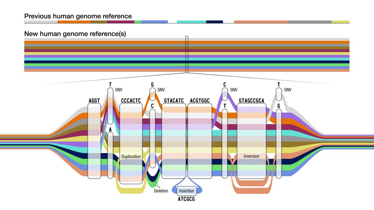 illustration of different color ribbons representing genomic diversity