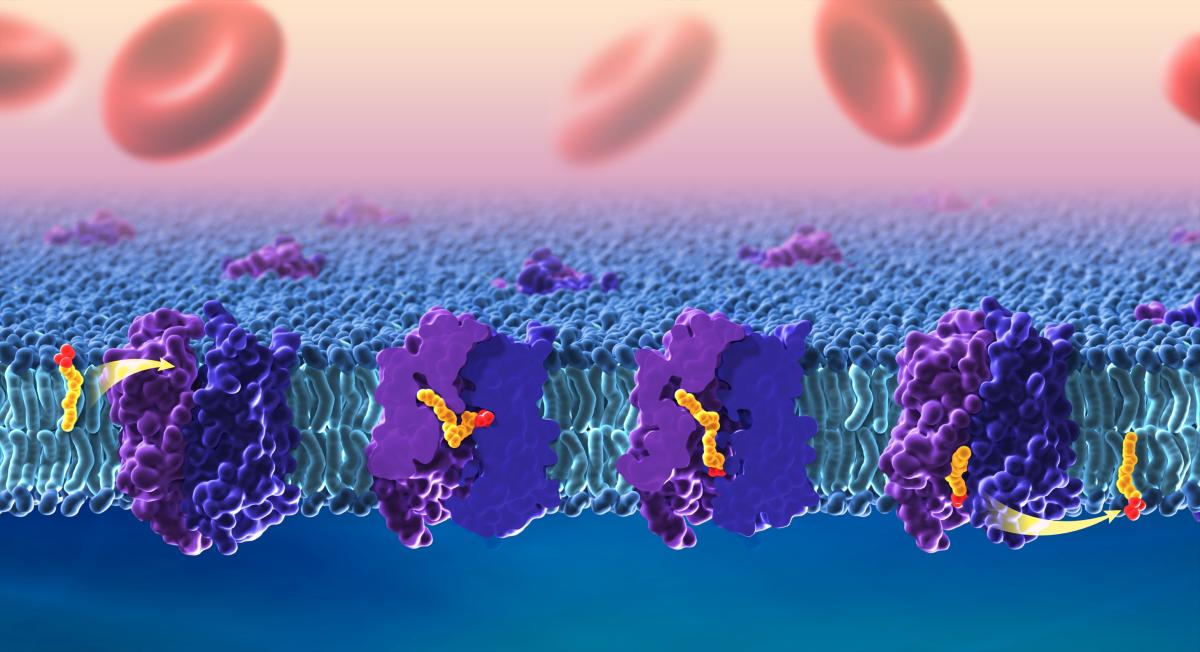 purple structures embedded in a cell membrane with yellow fatty acid strings