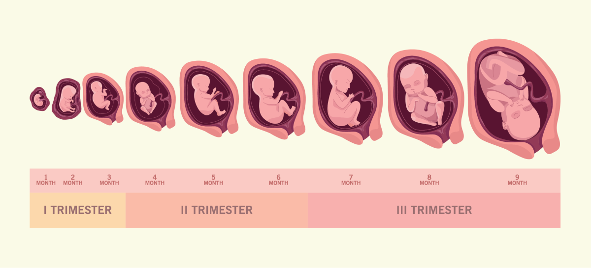 timeline of the growth of a fetus in the womb