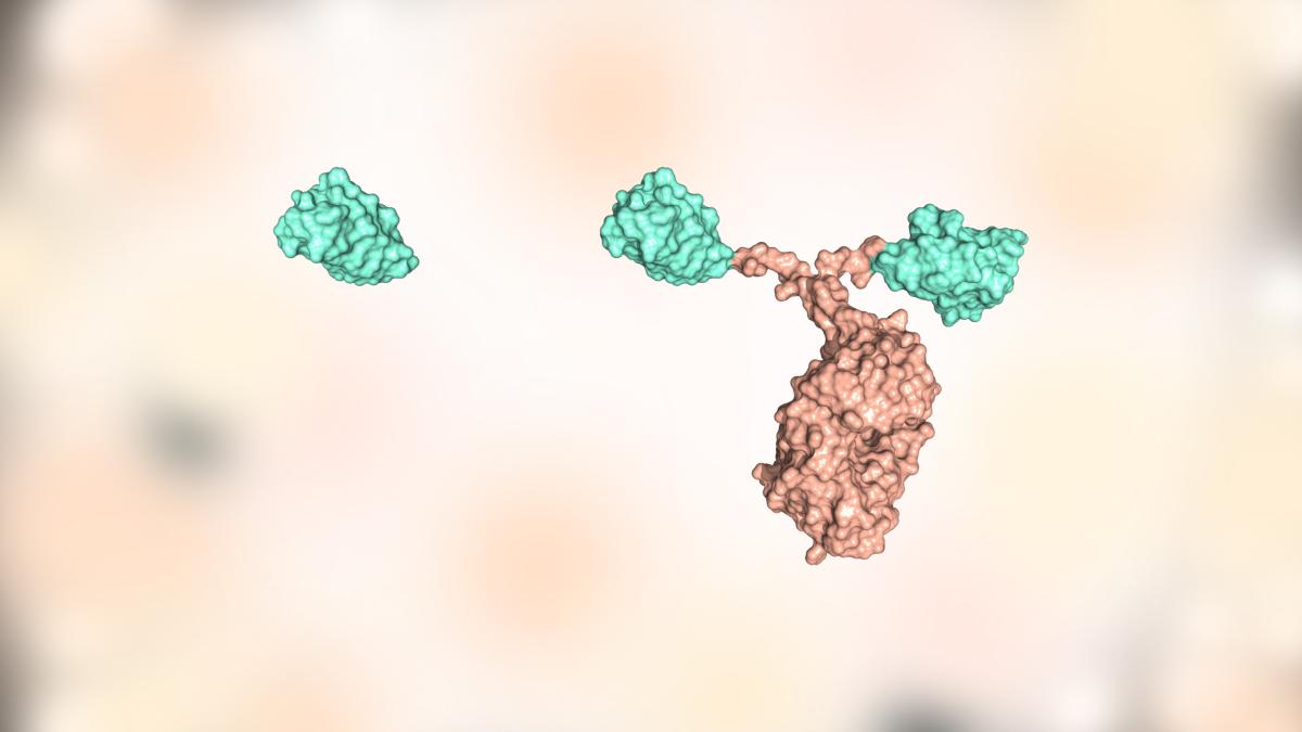 a nanobody (left) and a full-size antibody