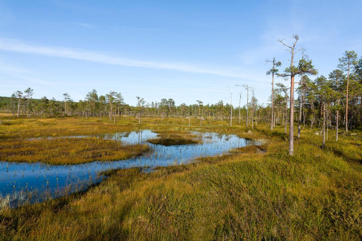 a peat bog