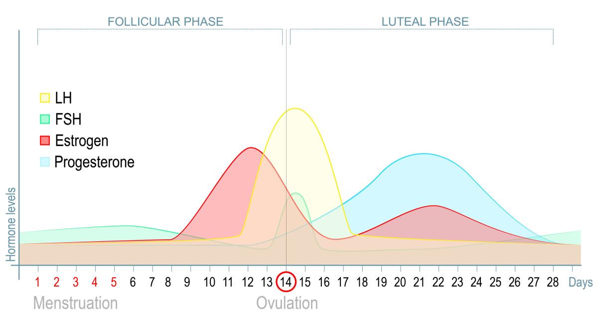 chart showing hormone levels during the menstrual cycle