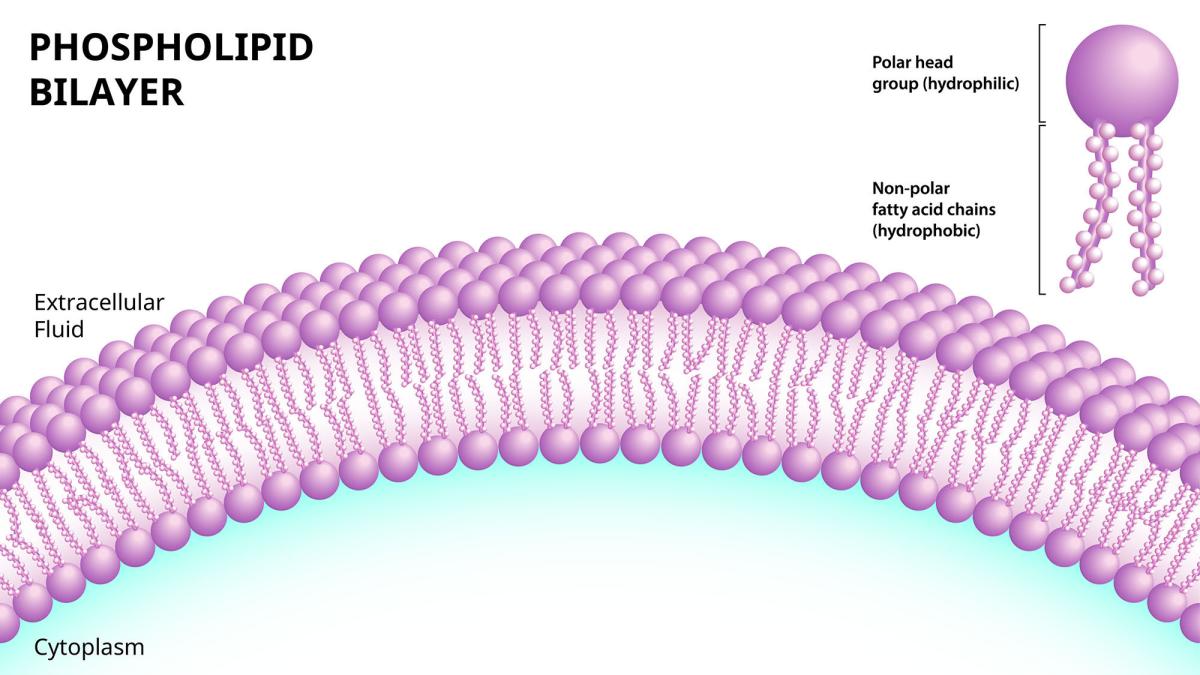 illustration of phospholipids in a cell membrane
