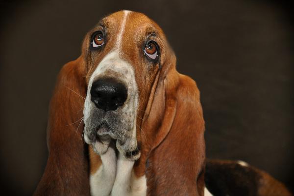 basset hound