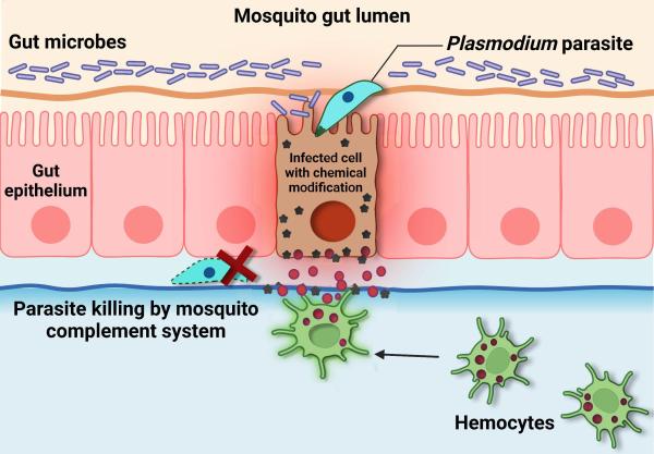 diagram showing hot the mosquito immune system detects and eliminates malaria parasites