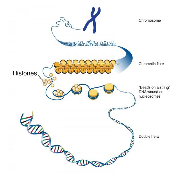 diagram showing how DNA is packaged into nucleosomes and chromosomes by winding around histones