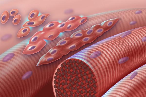 muscle cells and muscle fibers