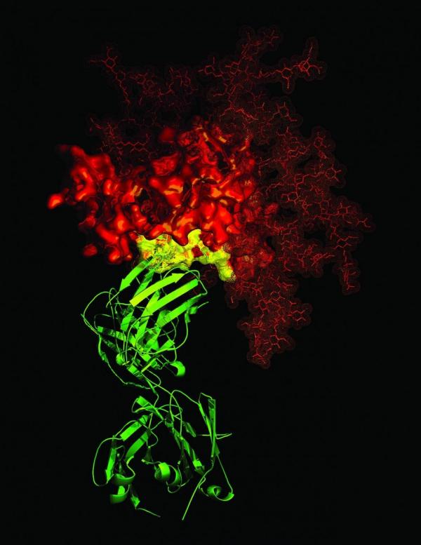 An antibody (green) attached to a protein on the surface of the HIV virus (red).