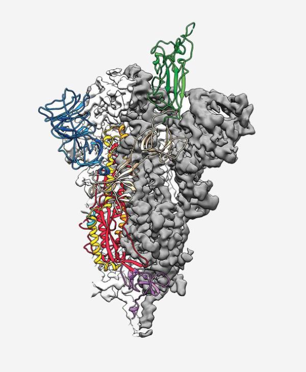 side view of the protein structure of the novel coronavirus' spike protein