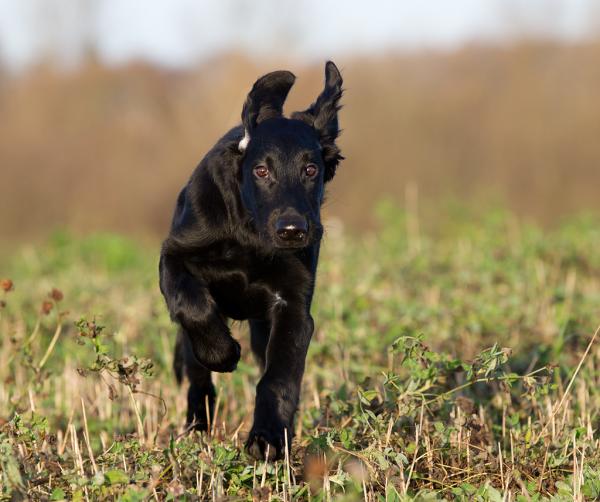 flat-coated retriever