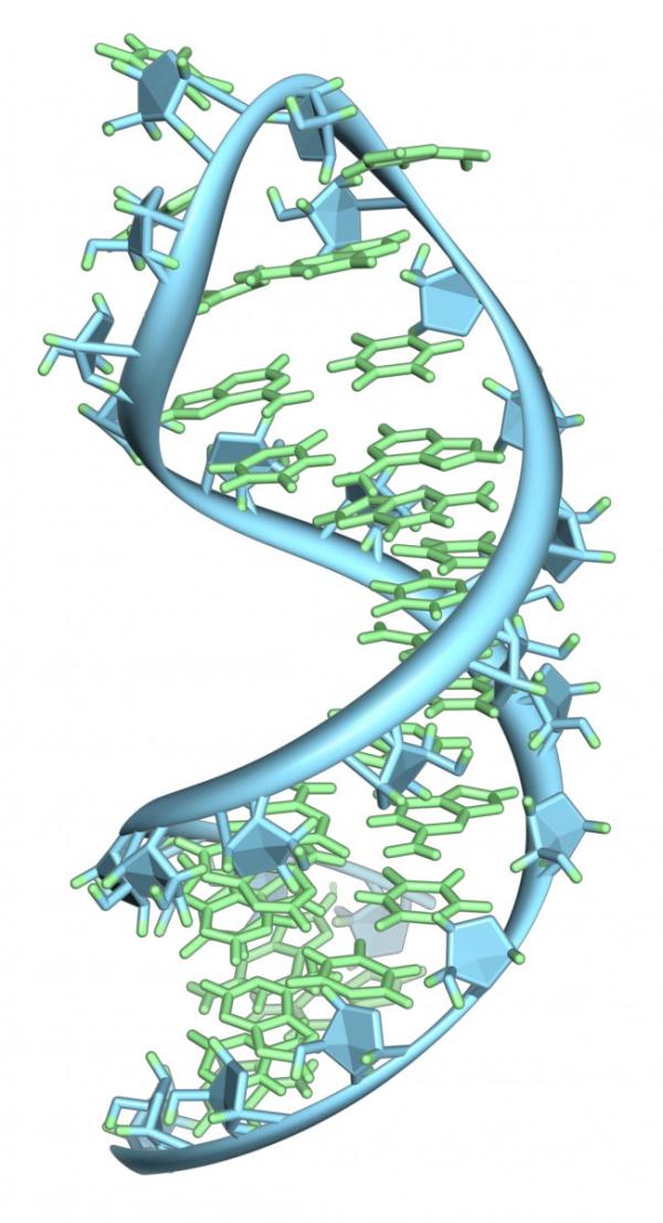 mRNA