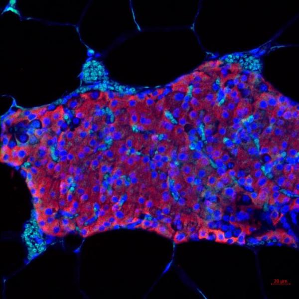 pancreatic islet cells