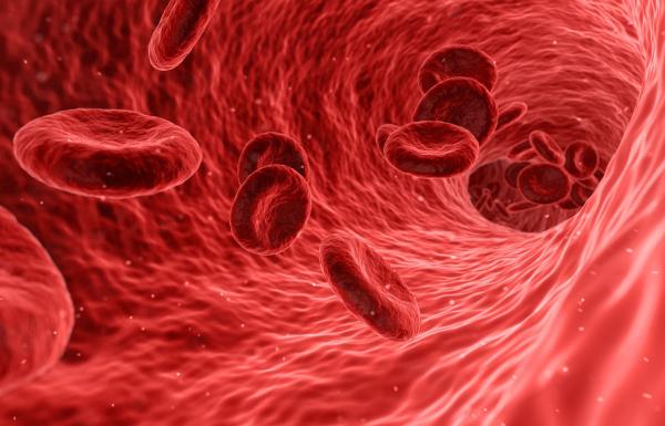 red blood cells flowing through a blood vessel