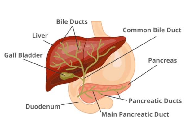 diagram of the liver, gall bladder, and bile ducts