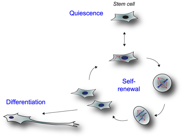 diagram showing the life cycle of stem cells