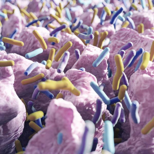 Artist rendering of intestinal villi (small finger-like projections) and gut bacteria