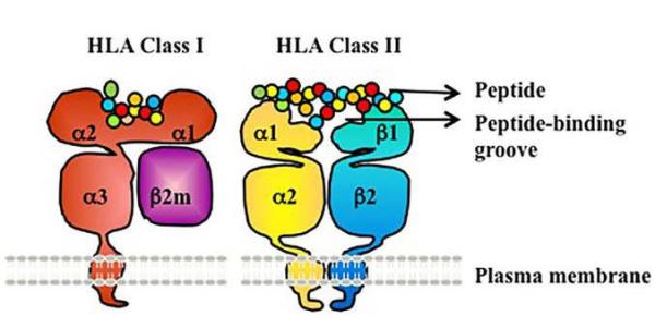 Understanding the Foundations of Immune Defenses | NIH Intramural ...