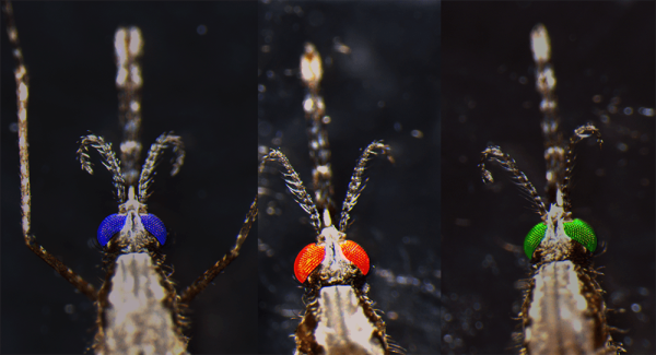 transgenic mosquitos with blue, red, and green eyes