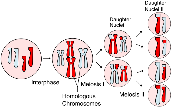 diagram showing how a cell divides into four daughter cells during meiosis