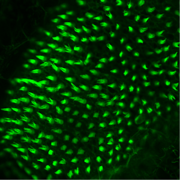 zebrafish hair cells in ear