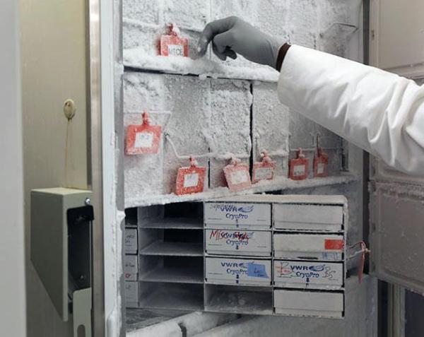 biological samples stored in a freezer