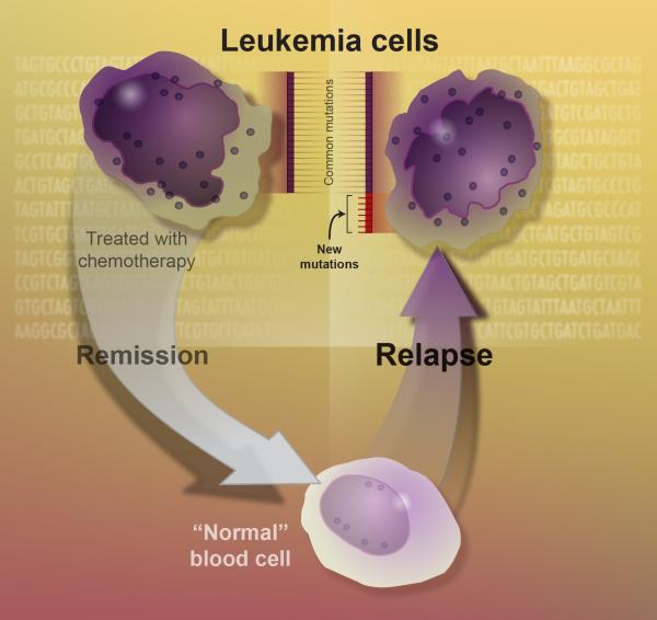 diagram showing cycle of remission and relapse in leukemia