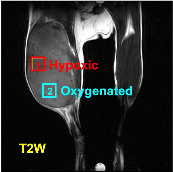 mouse tumor