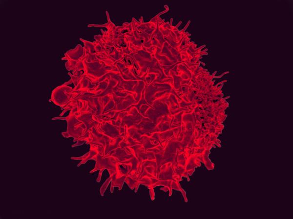 T lymphocyte in red
