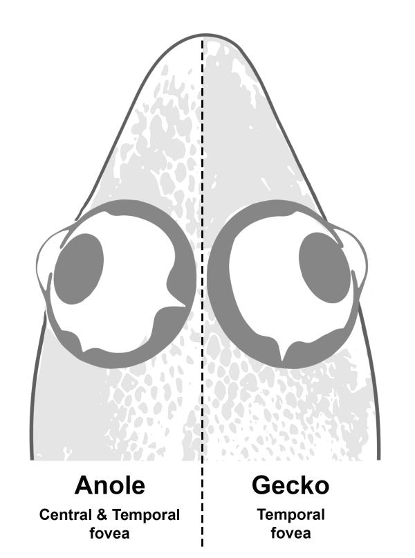 illustration of overhead view of gecko head showing eyes