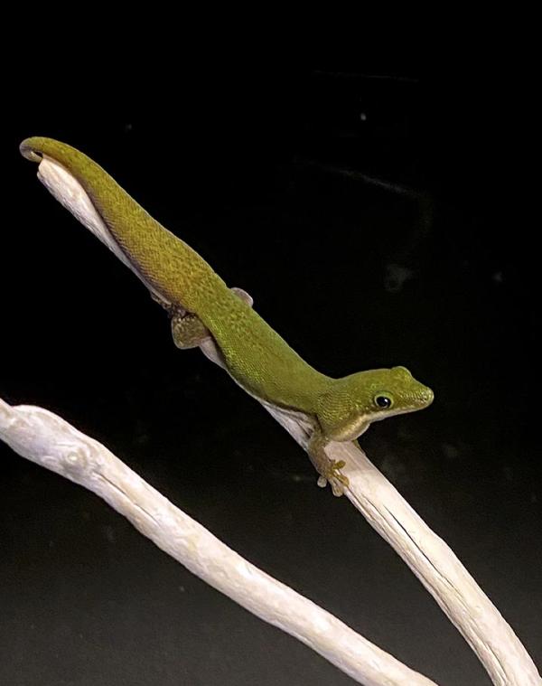 green gecko on a branch