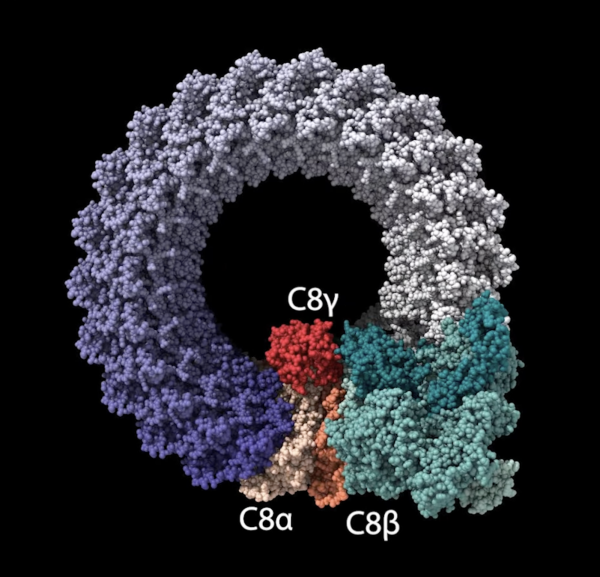 circular protein structure