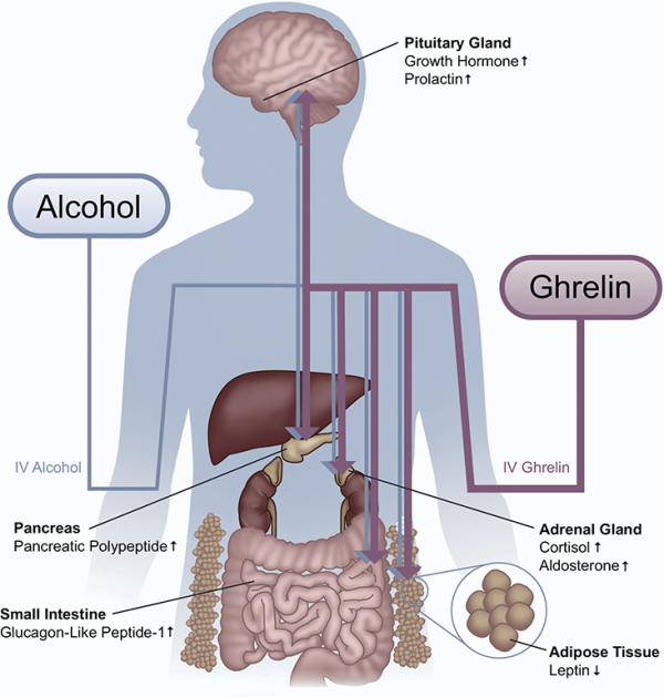 diagram showing the effects of ghrelin on the body