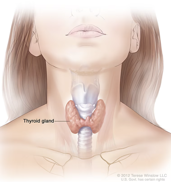 illustration of the thyroid gland