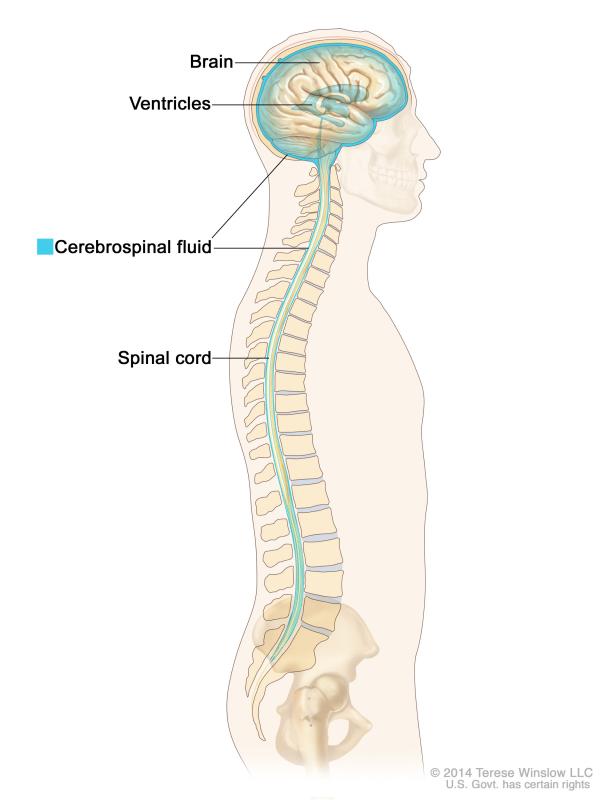 diagram showing cerebrospinal fluid in the brain and spine