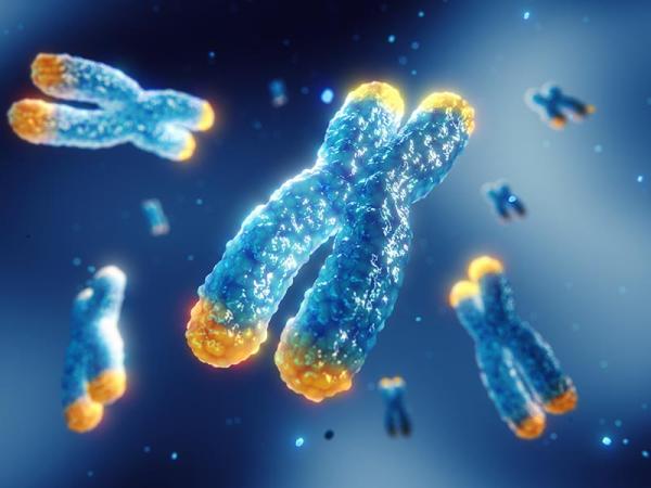glowing telomeres on the end of DNA chromosomes