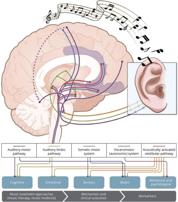 illustration of the brain and neural pathways associated with music