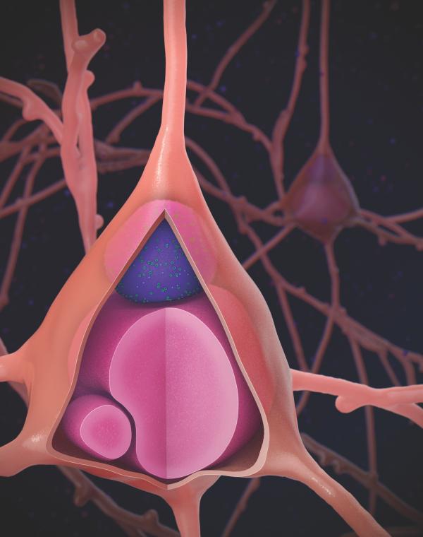 pyramid shaped neuron with blue sphere inside