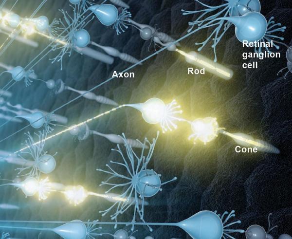 Light-sensing ‘rod’ and ‘cone’ cells in the eye relaying information to the brain via retinal ganglion cells (RGCs)