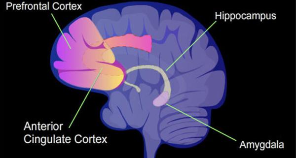 diagram pointing out various brain regions